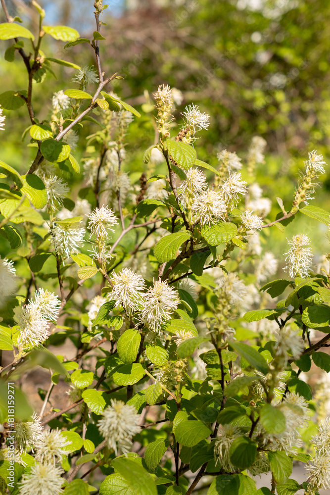 Witch alder or Fothergilla Gardenii plant in Saint Gallen in Switzerland Witch alder or Fothergilla Gardenii plant in Saint Gallen in Switzerland