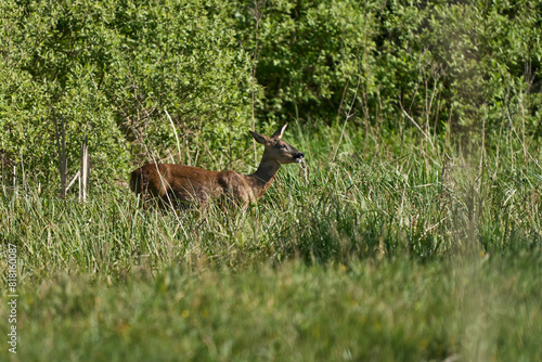 Fototapeta Naklejka Na Ścianę i Meble -  Jeleń europejski - łania pasąca się na zielonej łące