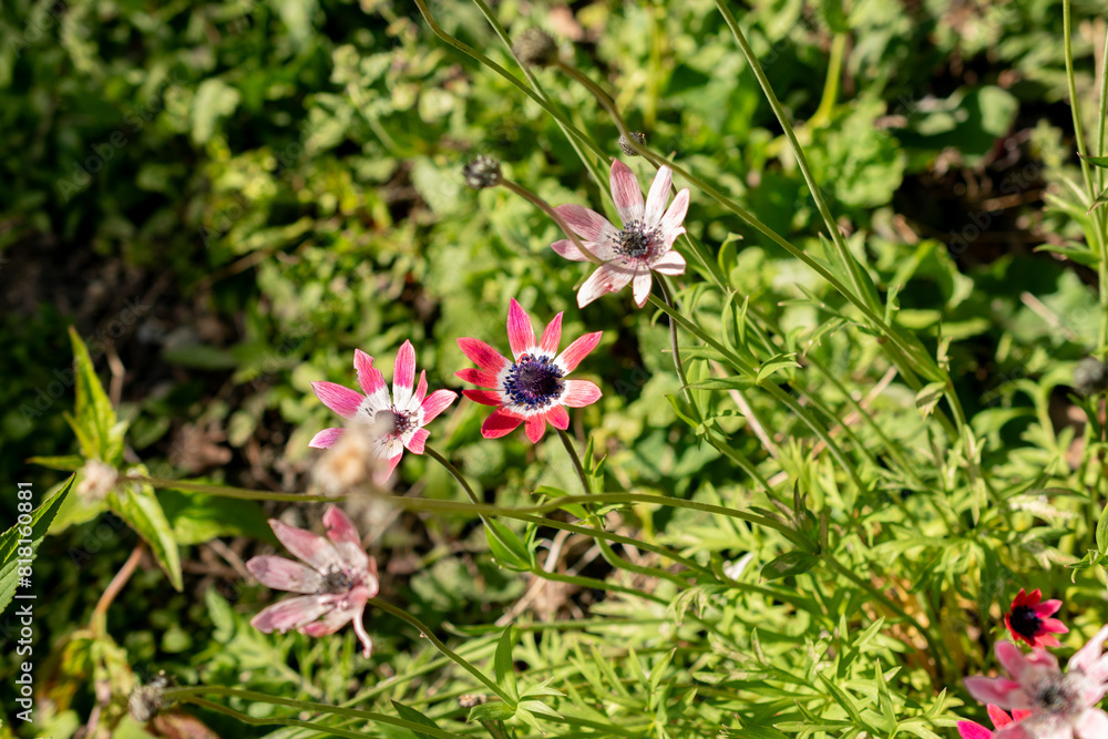 Anemone Pavoniana plant in Saint Gallen in Switzerland Anemone Pavoniana plant in Saint Gallen in Switzerland