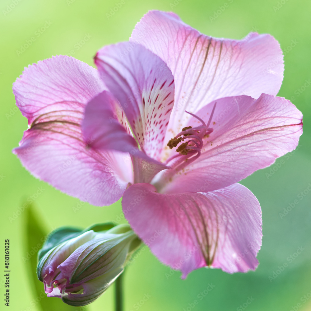 alstroemeria flower growing in a greenhouse alstroemeria flower growing in a greenhouse