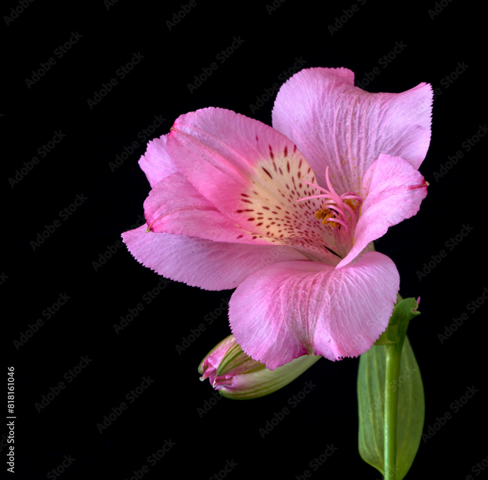 Naklejka premium alstroemeria flower growing in a greenhouse
