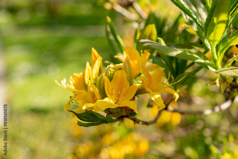 Fototapeta premium Yellow azalea or Rhododendron Luteum plant in Saint Gallen in Switzerland