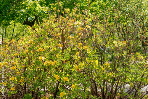 Yellow azalea or Rhododendron Luteum plant in Saint Gallen in Switzerland