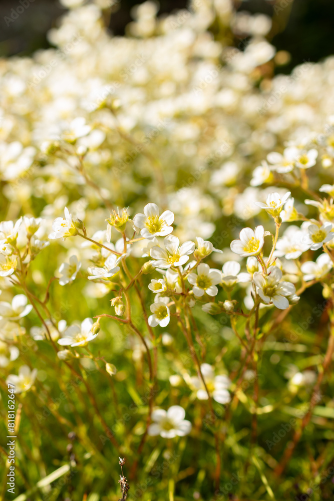 Saxifraga Tombeanensis plant in Saint Gallen in Switzerland Saxifraga Tombeanensis plant in Saint Gallen in Switzerland
