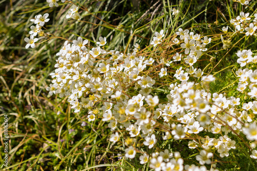 Saxifraga Tombeanensis plant in Saint Gallen in Switzerland photo