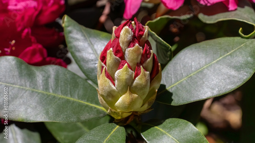 Bud of crimson azalea. Flowers background photo