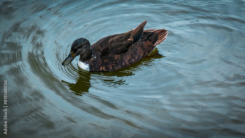 Unique Female mallard duck swimming Unique Female mallard duck swimming