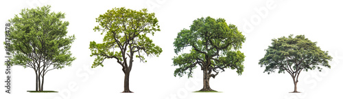 set of beech trees with green leaves isolated on transparent or white background. 3d rendering