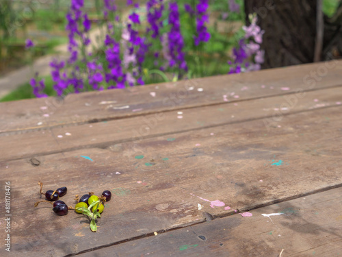 Closeup of currants twig on a rustic wooden table with purple delphinium consolida (Consolida regalis) flowers on the background blooming outdoors at the back yard of a country house. photo