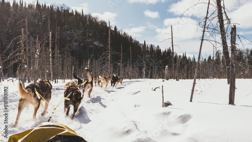 Dog sledding in Northern Quebec, Canada photo