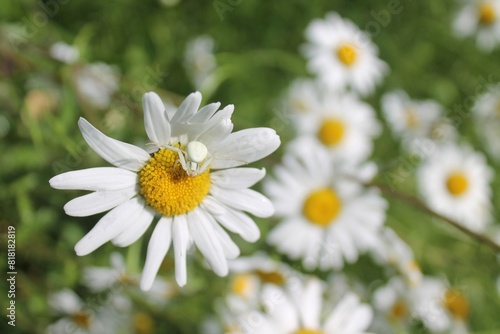 thomise blanche sur pâquerette
