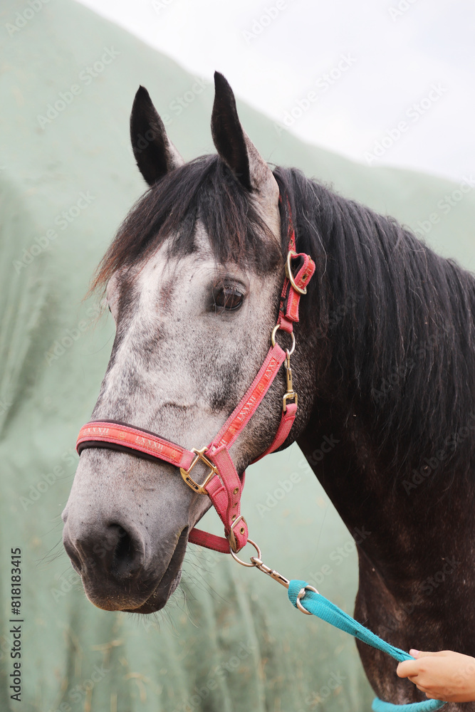 Fototapeta premium Portrait of a purebred horse outdoors. Extreme closeup of a purebred domestic horse. Equestrian life.