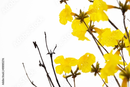 A close up of yellow flowers with a white background. The flowers are in full bloom and the image conveys a sense of warmth and happiness photo