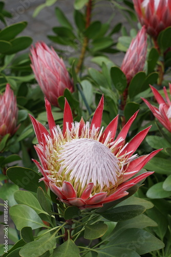 Blüten der Protea, Gartenpflanze der Gattung Zuckerbüsche, Federbusch, Kaprose photo