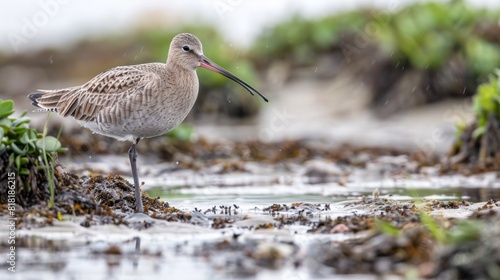 bar-tailed godwit (Limosa lapponica) Norway photo