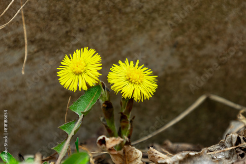 Flowers Mother Stepmother or tussilago farfara close-up, first spring flowers photo