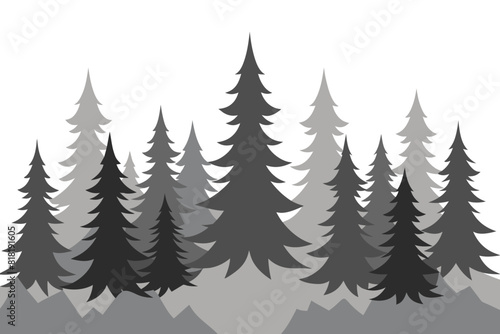 Panorama of high grey fir trees forest on white background