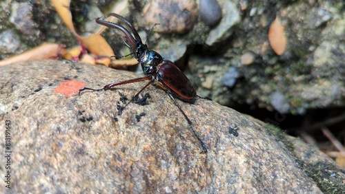 Chiasognathus grantii, a species of stag beetle found in Argentina and Chile. It is known as Darwin's beetle, Grant's stag beetle, or the Chilean stag beetle. Queulat National Park. photo