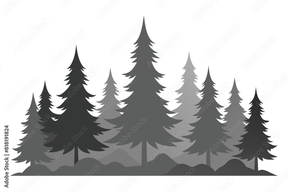 Panorama of high grey fir trees forest on white background