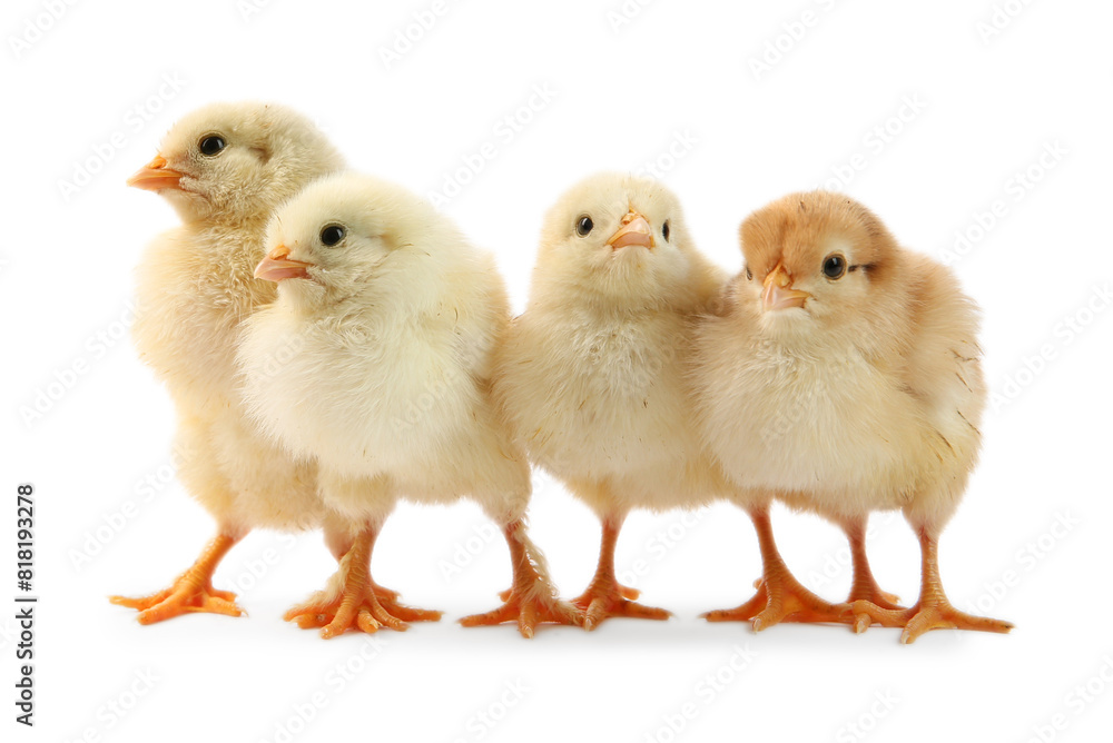 Many cute chicks isolated on white. Baby animals Many cute chicks isolated on white. Baby animals