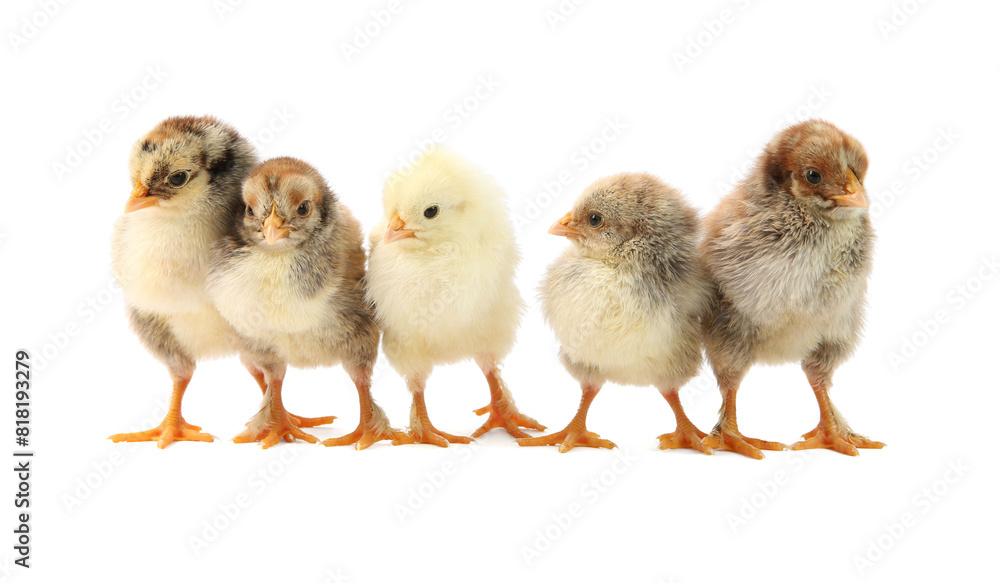 Many cute chicks isolated on white. Baby animals Many cute chicks isolated on white. Baby animals
