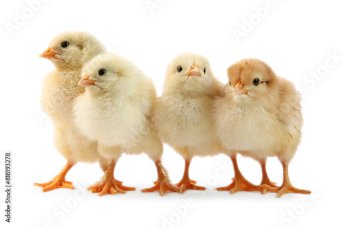 Wallpaper Mural Many cute chicks isolated on white. Baby animals Torontodigital.ca