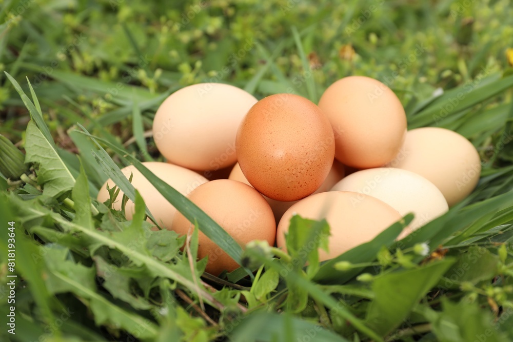 Fresh chicken eggs on green grass outdoors, closeup Fresh chicken eggs on green grass outdoors, closeup
