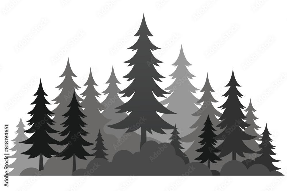 Panorama of high grey fir trees forest on white background