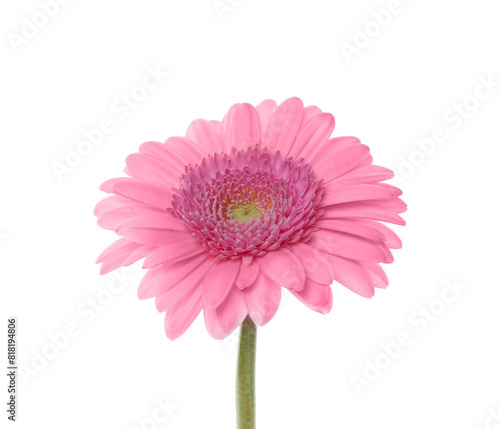 One beautiful pink gerbera flower isolated on white