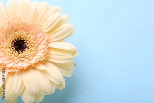 One beautiful tender gerbera flower on light blue background. Space for text