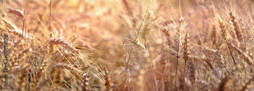 Ear of wheat, golden wheat field