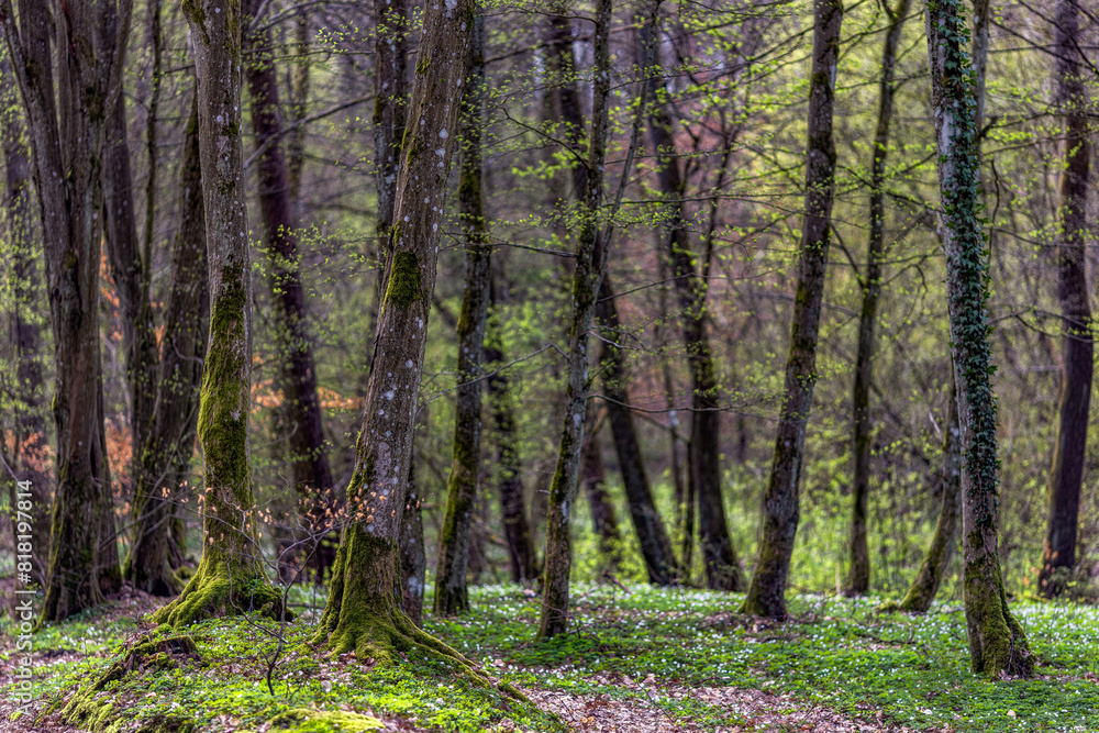 Obraz premium Zarośla