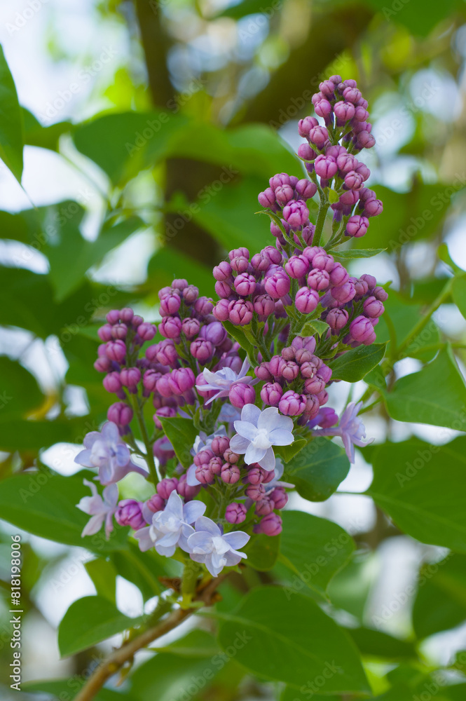 Lila Flieder erblüht im Frühling (Lat.: Syringa vulgaris) - Purple lilac flowers spring blossom buds _ Hochformat Lila Flieder erblüht im Frühling (Lat.: Syringa vulgaris) - Purple lilac flowers spring blossom buds _ Hochformat