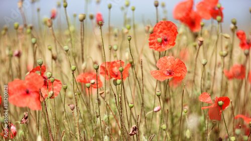 poppy flowers. natural background. Close-up of tender red field poppy Papaver rhoeas. wildflowers naturally growing in the meadow. beautiful delicate red poppy flowers photo