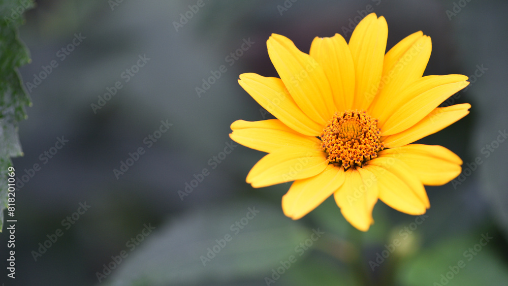yellow chamomile flowers in the garden. yellow daisy on a beautiful blurred green background, close-up. yellow flowers on the flowerbed. floral background. bright chamomile in spring or summer. yellow chamomile flowers in the garden. yellow daisy on a beautiful blurred green background, close-up. yellow flowers on the flowerbed. floral background. bright chamomile in spring or summer.