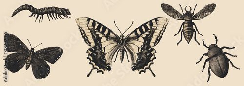 Butterfly, beetle, caterpillar, dragonfly with a photocopy effect. Y2K style grit. Retro texture for décor, collages of posters, banners, prints.