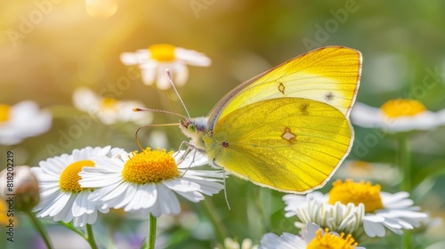  A close-up of a yellow butterfly on a white daisy, surrounded by yellow and white daisies in the background © Jevjenijs
