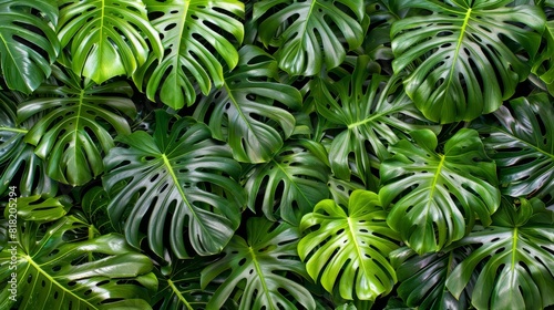  A close-up of a green leafy plant with white and black striped leaves and green and white striped margins photo