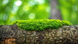  A tight shot of a tree trunk, its surface covered in green moss, contrasts against a hazy backdrop of overlapping tree trunks and leaves