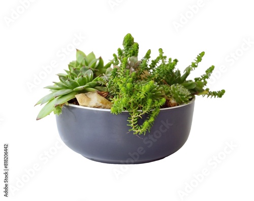 Variation of a succulent plants in a decorative ceramic pot on the table isolated on a white background.