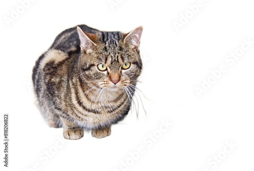 Closeup of a domestic grey cat looking at camera isolated on a white background. Copy space on the right.