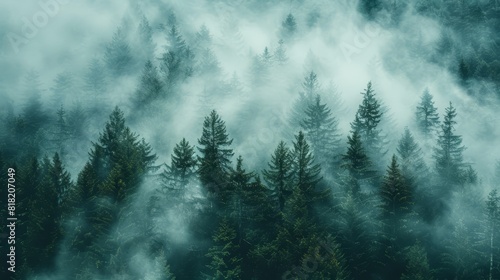  A forest filled with many trees shrouded in fog