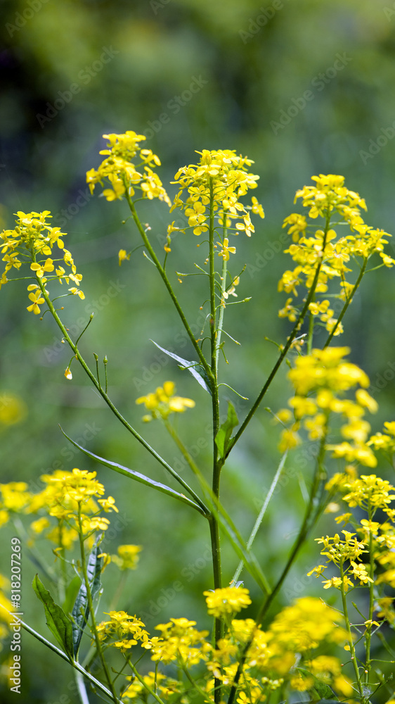 Fototapeta premium Rapeseed. Brassica napus. are blooming in sunny summer day. yellow flower, isolated on blurred natural background. agriculture, in Europe or Asia. floral background, close-up