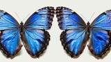  Two blue butterflies sit side by side on a white surface A single blue and red butterfly are positioned on the left side