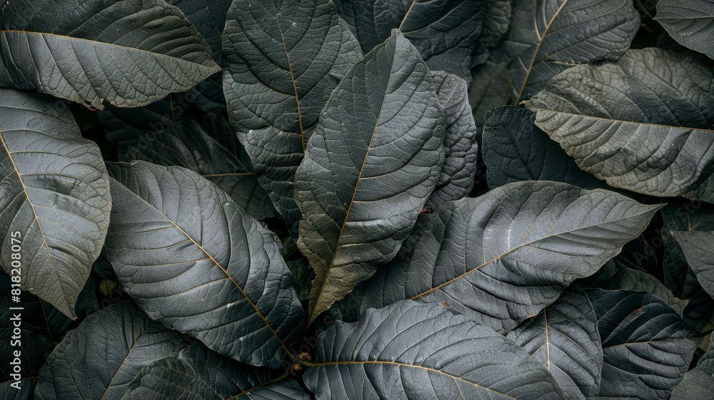 A close-up of a green plant with abundant dark leaves above and below A close-up of a green plant with abundant dark leaves above and below