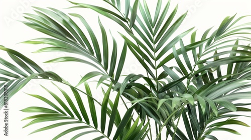  A palms  close-up with abundant green leaves crowning top and base  against a pristine white backdrop
