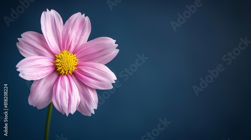  A pink flower with a yellow center against a dark blue background The flower s center is yellow