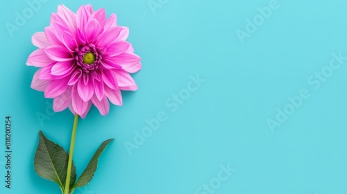  A pink flower with a green stem against a blue backdrop The stem ends in two shades of green