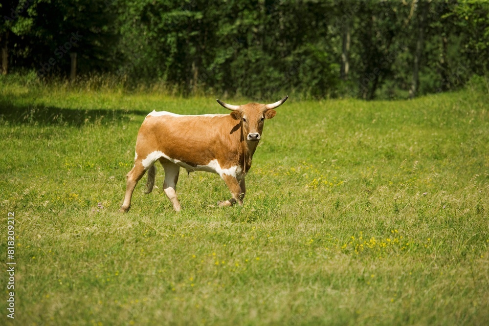 Fototapeta premium Long Horn Cattle