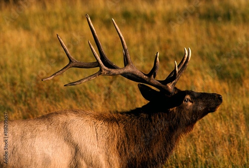 Canvas Print Bull Elk